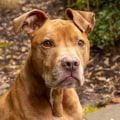 Ensuring Public Safety: The Role of King County, Washington in Addressing Animal Cruelty