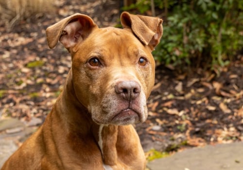 Ensuring Public Safety: The Role of King County, Washington in Addressing Animal Cruelty